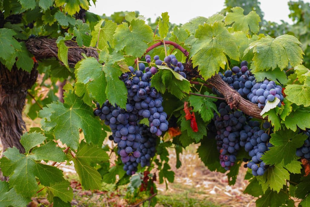 Vignoble nimes